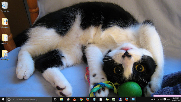 Cat-anytime-Windows-10-theme-pingzic-com-1